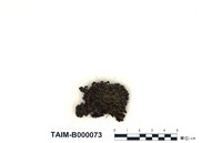 藏品(截葉真苔)的圖片